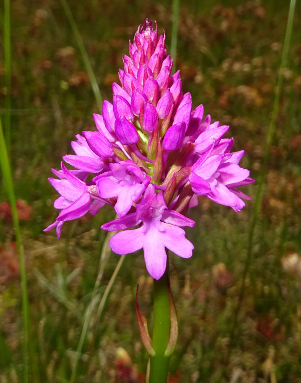 Anacamptis pyramidalis - Rovereto (TN)